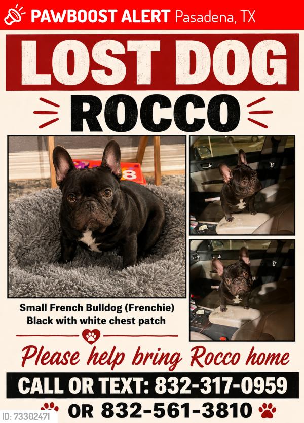 Lost Male Dog last seen Welton, Pasadena, TX 77503