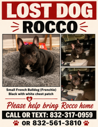 Lost Male Dog last seen Welton, Pasadena, TX 77503
