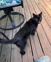 Lost Female Cat last seen Pinecrest Rd, cherokee, Canton, GA 30115