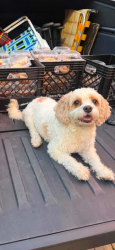 Lost Female Dog last seen United Center Area near Damen and lake, Chicago, IL 60612