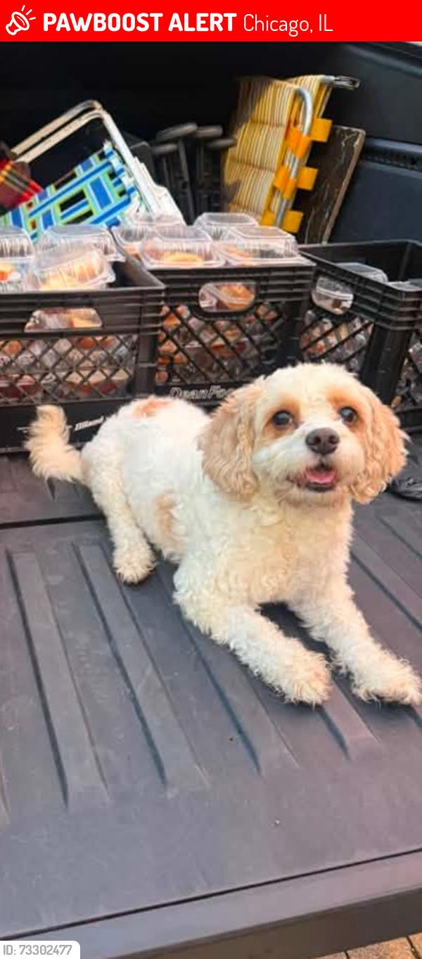 Lost Female Dog last seen United Center Area near Damen and lake, Chicago, IL 60612