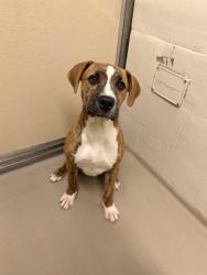Shelter Stray Female Dog last seen Near BLOCK SE 240TH ST, KENT WA 98031, 21615 64th Ave S, Kent, WA 98032, USA