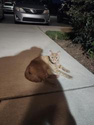 Found/Stray Unknown Cat last seen The Lively at Victor Park, Greer, SC 29651