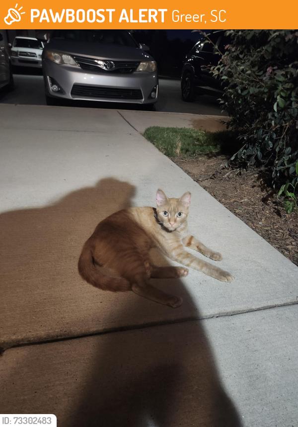 Found/Stray Unknown Cat last seen The Lively at Victor Park, Greer, SC 29651