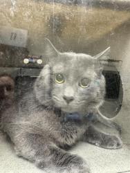 Shelter Stray Unknown Cat last seen Near BLOCK W ROCKWOOD WAY, 4522 W 3500 S, West Valley City, UT 84120, USA