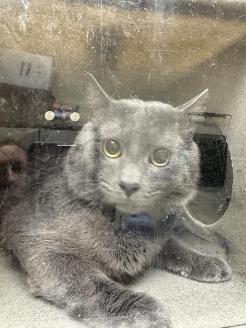 Shelter Stray Unknown Cat last seen Near BLOCK W ROCKWOOD WAY, 4522 W 3500 S, West Valley City, UT 84120, USA