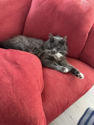 Lost Female Cat last seen Bayne, Salem, OR 97305