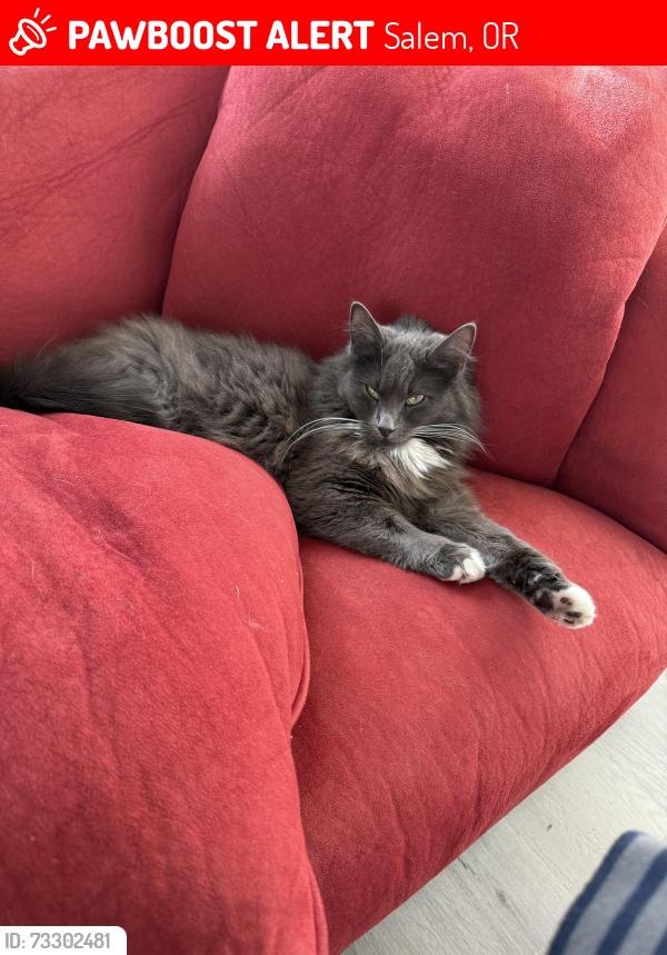 Lost Female Cat last seen Bayne, Salem, OR 97305