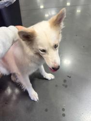 Found/Stray Unknown Dog last seen Costco St Rose, Henderson, NV 89052