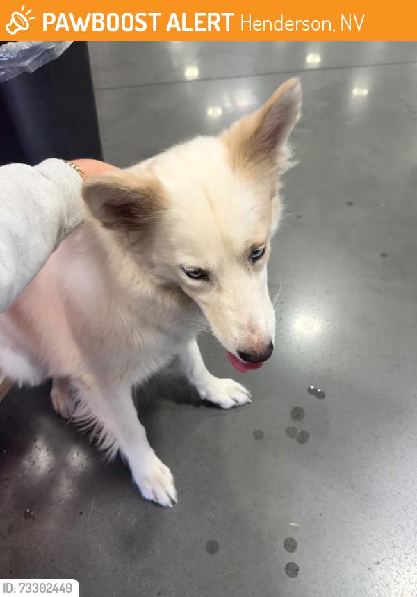 Found/Stray Unknown Dog last seen Costco St Rose, Henderson, NV 89052