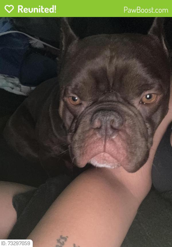 Reunited Male Dog last seen Admiral & Sheridan, Tulsa, OK 74112