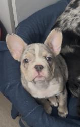 Reunited Female Dog last seen Near Palm street, Las Vegas, NV 89104
