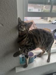 Lost Female Cat last seen Near summerrain dr, South San Francisco, CA 94080