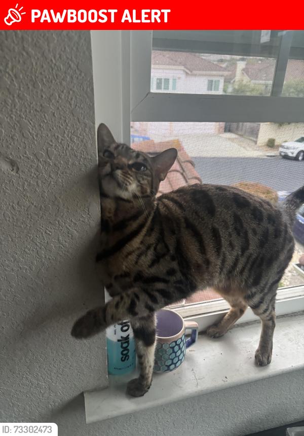 Lost Female Cat last seen Near summerrain dr, South San Francisco, CA 94080