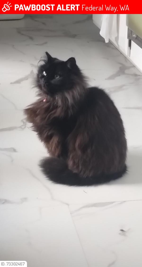 Lost Female Cat last seen Near 10th ave s federal way, Federal Way, WA 98003