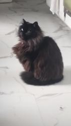 Lost Female Cat last seen Near 10th ave s federal way, Federal Way, WA 98003
