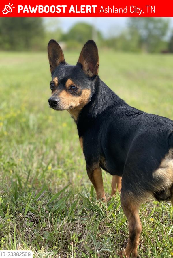 Lost Male Dog last seen Ashland City, Ashland City, TN 37015