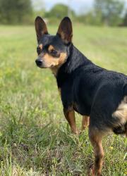Lost Male Dog last seen Ashland City, Ashland City, TN 37015