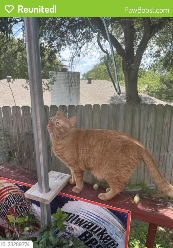 Reunited Male Cat last seen Royal Ridge, San Antonio, TX 78239