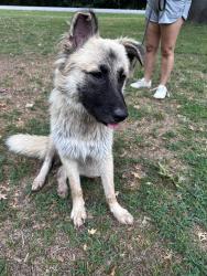 Found/Stray Unknown Dog last seen 116th East Ave & 87th St, Bixby, OK 74008