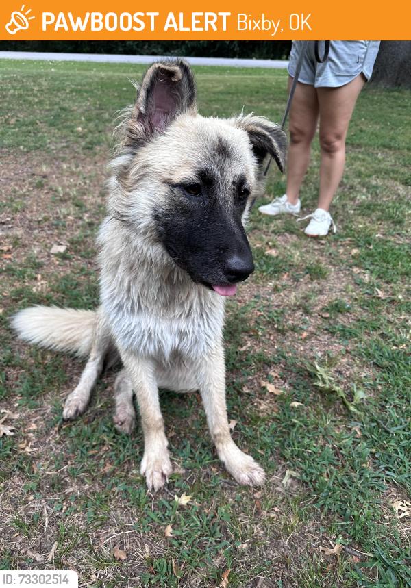 Found/Stray Unknown Dog last seen 116th East Ave & 87th St, Bixby, OK 74008