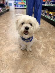 Found/Stray Male Dog last seen Ellsworth and Main, Mesa, AZ 85207