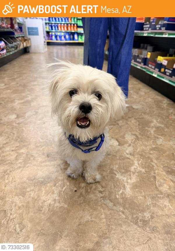 Found/Stray Male Dog last seen Ellsworth and Main, Mesa, AZ 85207