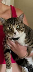 Reunited Male Cat last seen Ustick, Black Cat Rd., Meridian, ID 83646