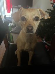 Reunited Female Dog last seen Lavetta way, Clayton and Farm, Concord, CA 94519
