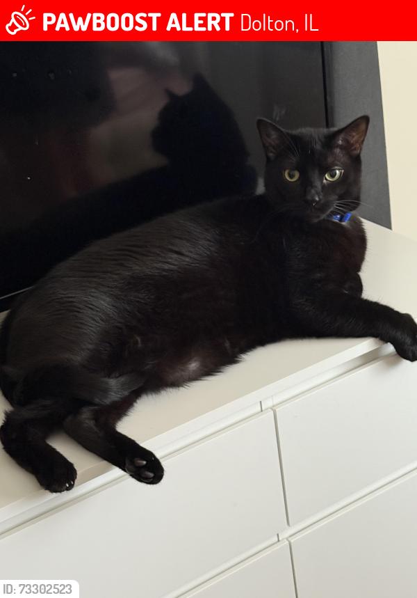 Lost Male Cat last seen Minerva and Greenwood, Dolton, IL 60419