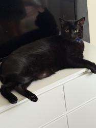 Lost Male Cat last seen Minerva and Greenwood, Dolton, IL 60419