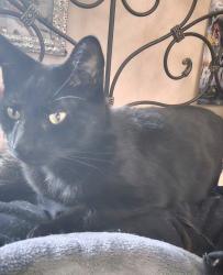 Reunited Male Cat last seen Great Rd North Smithfield by Firehouse Pizza, North Smithfield, RI 02896