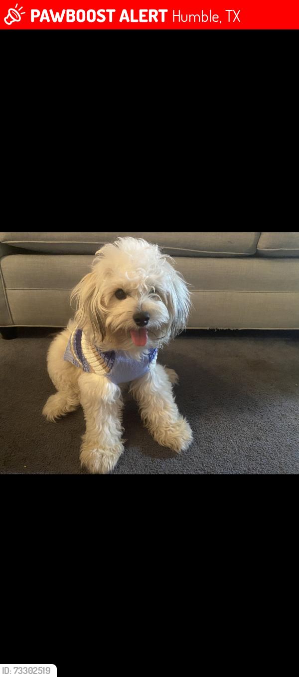 Lost Male Dog last seen Near Cheeves, Humble, TX 77338