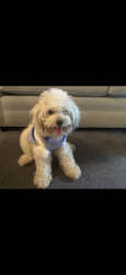 Lost Male Dog last seen Near Cheeves, Humble, TX 77338