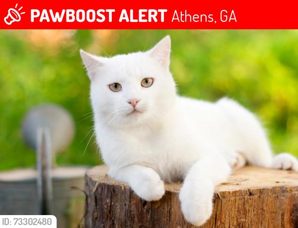 Lost Male Cat last seen whitehead elementary school, Athens, GA 30606