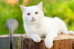Lost Male Cat last seen whitehead elementary school, Athens, GA 30606