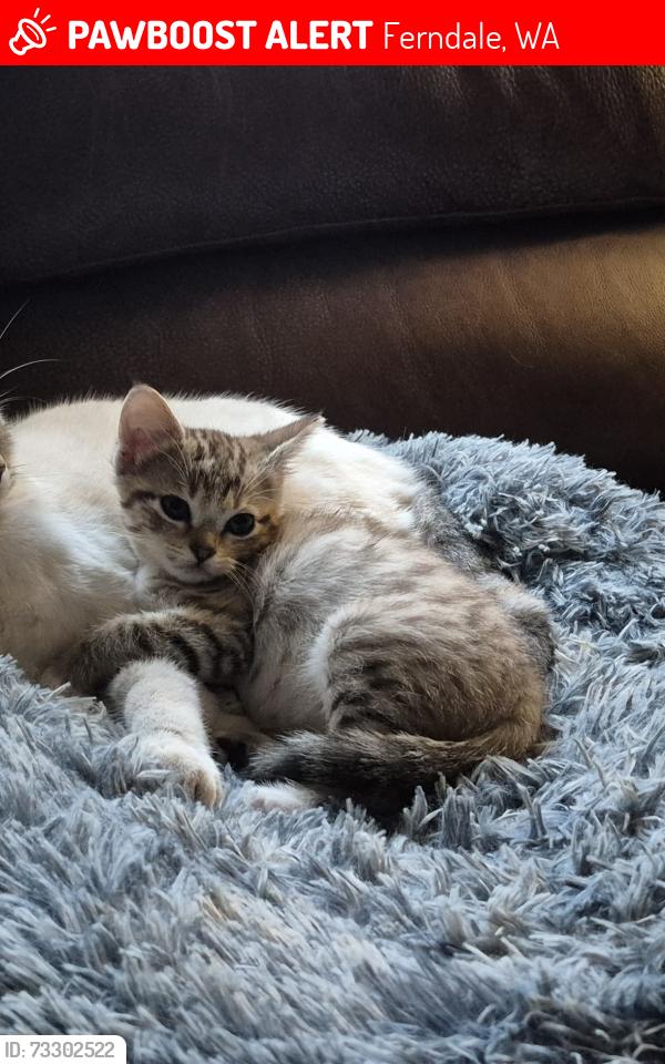 Lost Female Cat last seen Grandview/ Dahlberg Rd, Ferndale, WA 98248