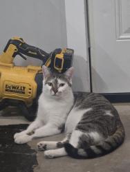 Reunited Male Cat last seen Bentley Ave, Hamilton twp, NJ 08619, USA, Hamilton Township, NJ 08619
