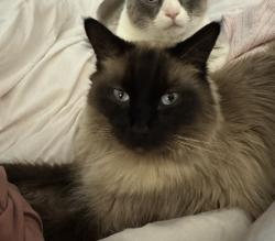 Reunited Male Cat last seen Grand Prairie tot park, Joliet, IL 60431
