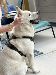 Reunited Male Dog last seen hses, West Jordan, UT 84081