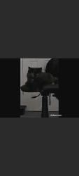 Lost Female Cat last seen Campbell rd tunnel hill, Tunnel Hill, GA 30755