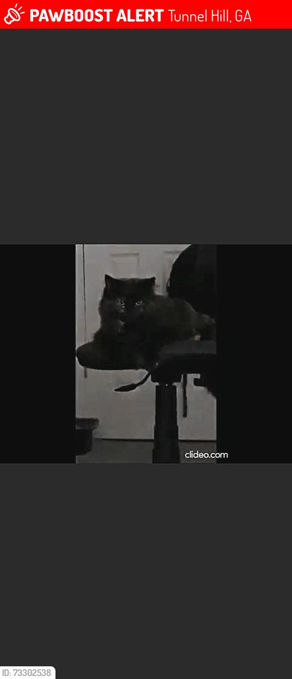 Lost Female Cat last seen Campbell rd tunnel hill, Tunnel Hill, GA 30755