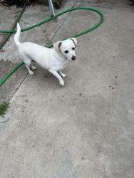 Lost Female Dog last seen Stu Ct, San Diego, CA 92154