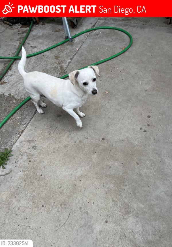Lost Female Dog last seen Stu Ct, San Diego, CA 92154