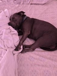 Lost Female Dog last seen 61st Street and Akins Ave., San Diego, CA 92114
