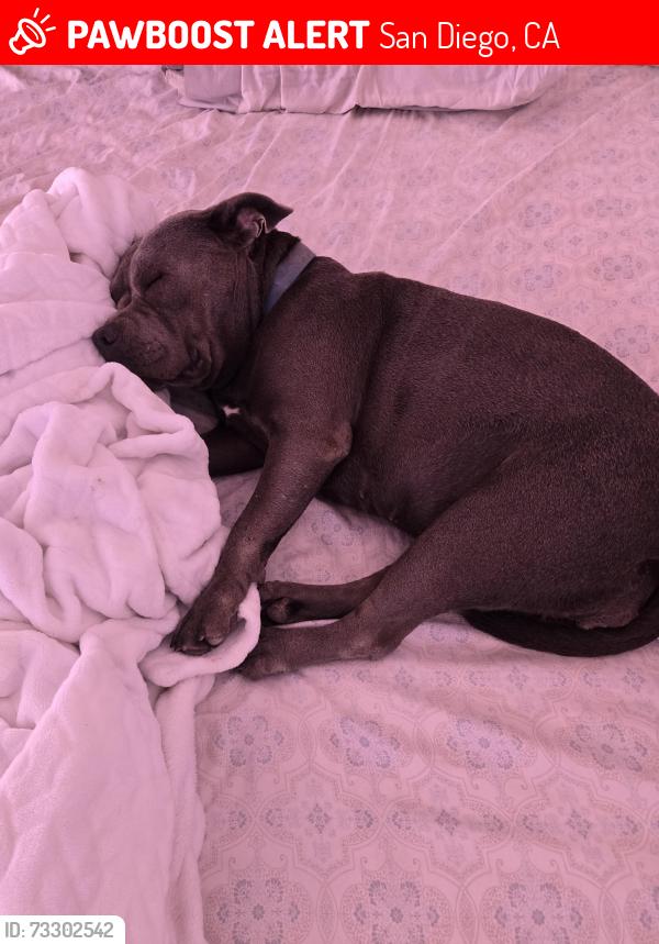Lost Female Dog last seen 61st Street and Akins Ave., San Diego, CA 92114