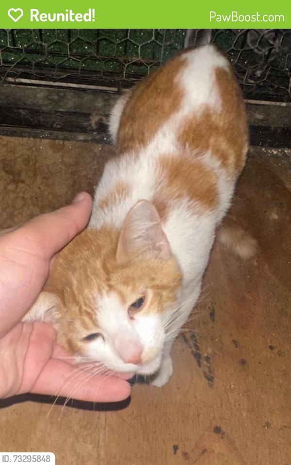 Reunited Male Cat last seen Near Long Beach Blvd, Long Beach, CA 90805, USA, Long Beach, CA 90805