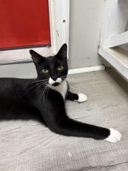 Found/Stray Unknown Cat last seen McAllister & Norwood Street in Haymount, Fayetteville, NC 28305