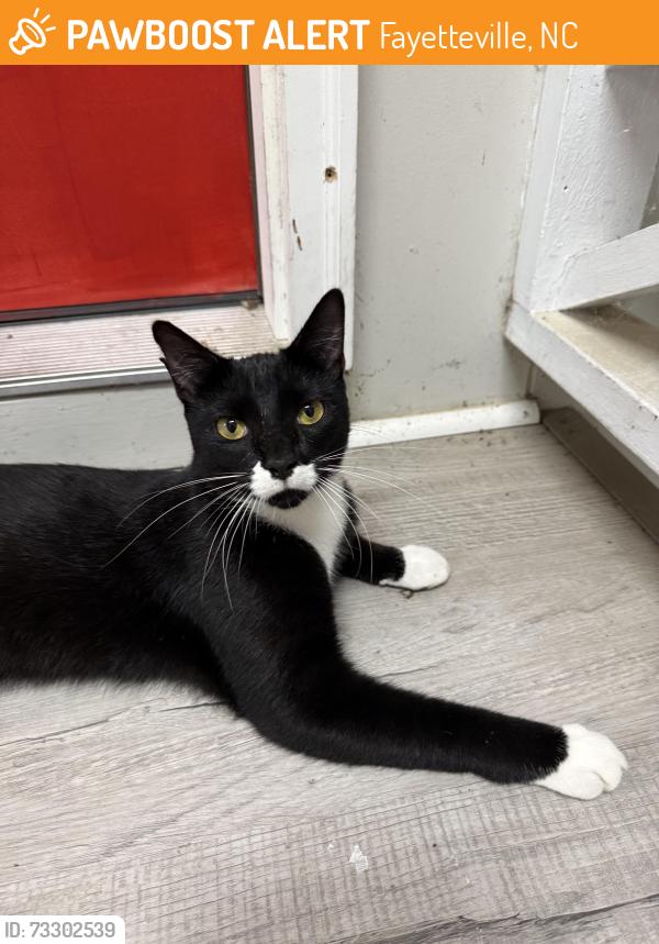 Found/Stray Unknown Cat last seen McAllister & Norwood Street in Haymount, Fayetteville, NC 28305
