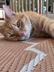 Reunited Male Cat last seen Yorktown rd, North Kingstown, RI 02852